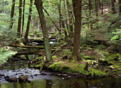 Pisgah State Park, near Ashuelot River Campground
